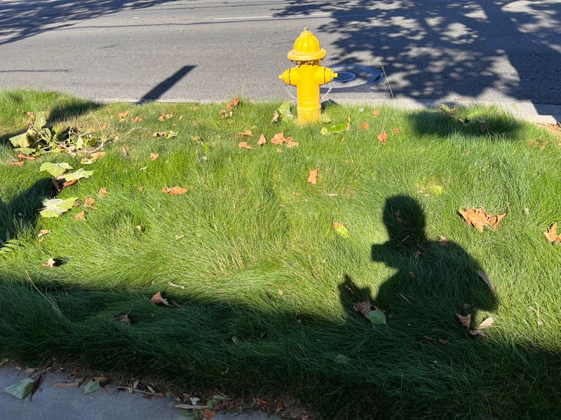 Front Yards Look Softer Without A Thirsty Lawn Front Yards Look Softer Without A Thirsty Lawn