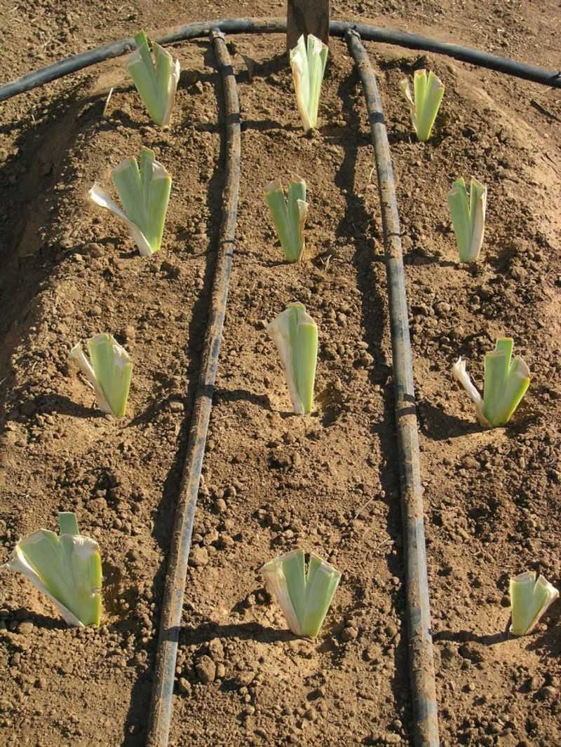 Frost-Heaved Rhizomes Planted Late Struggle To Make It Through Winter