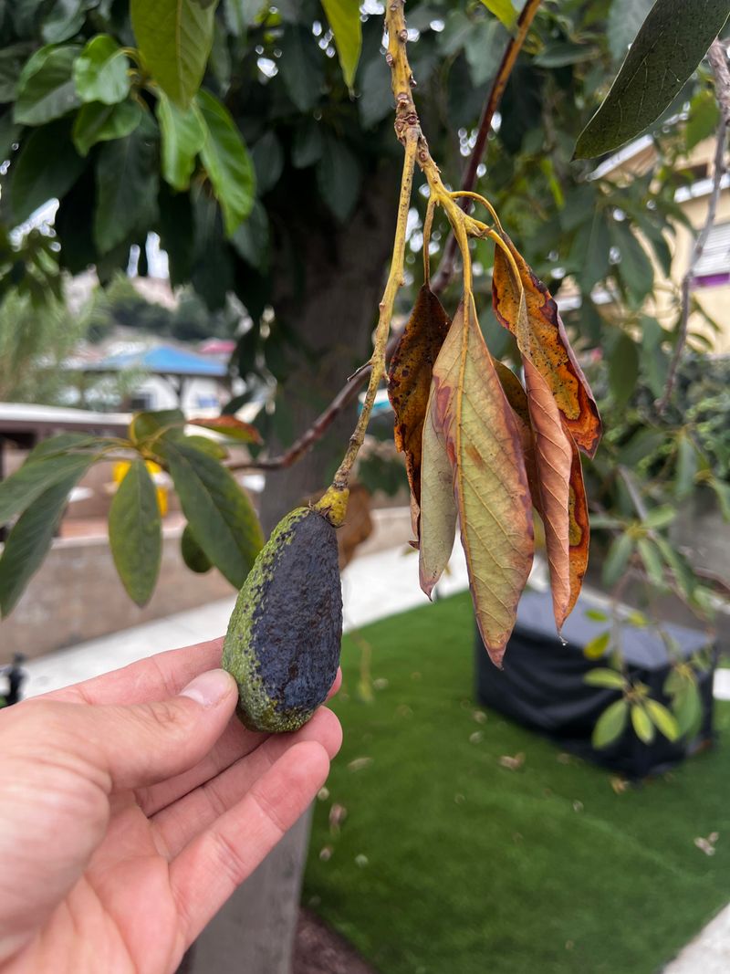 Fruit Drop May Continue For Weeks