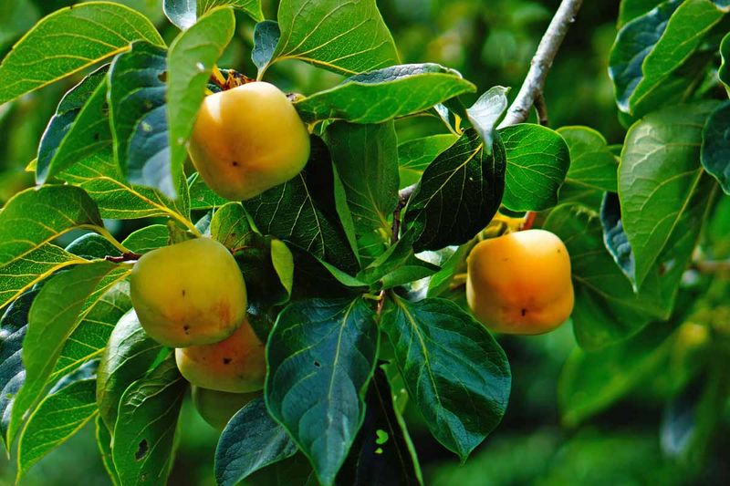 Fruit Production Needs Smart Planning