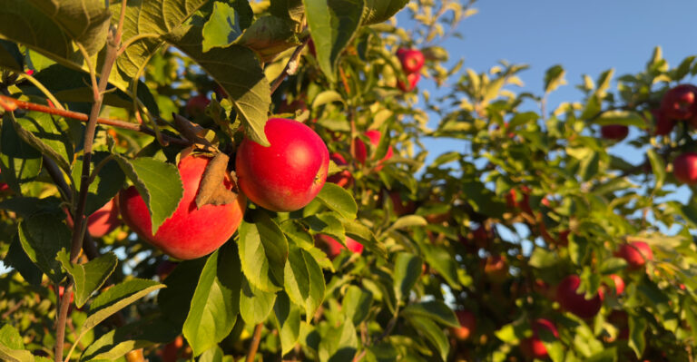 apple tree