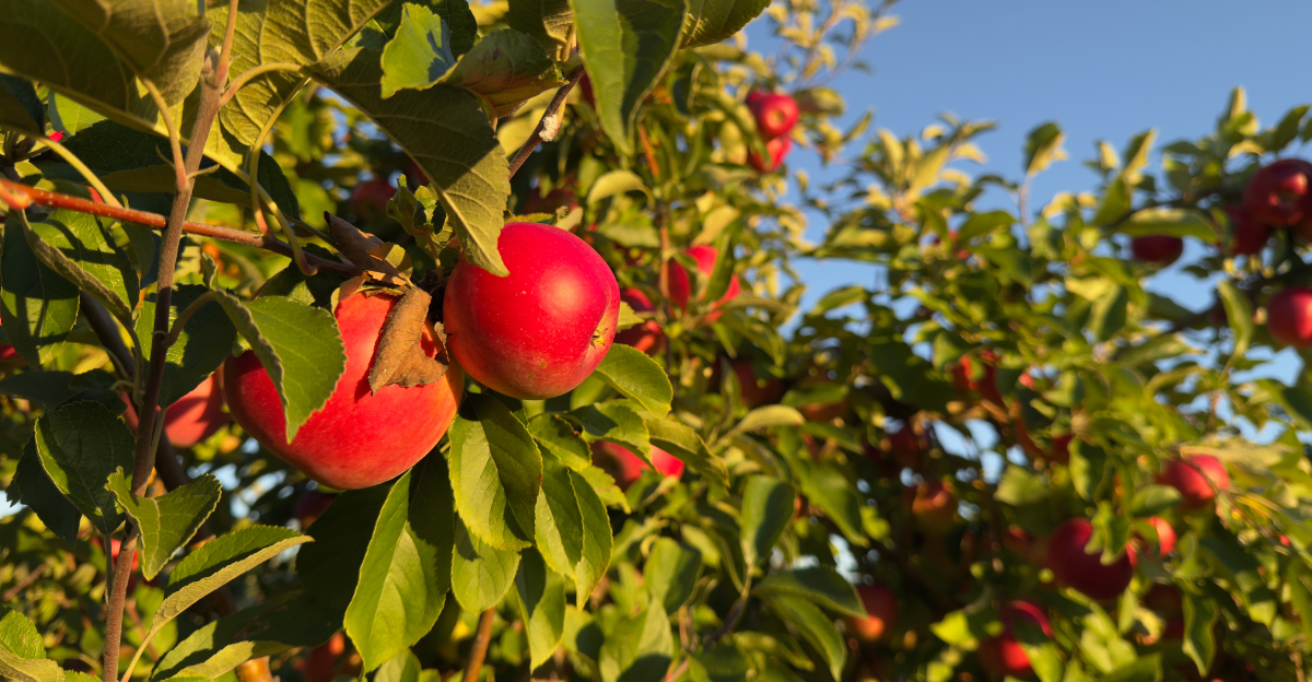 apple tree