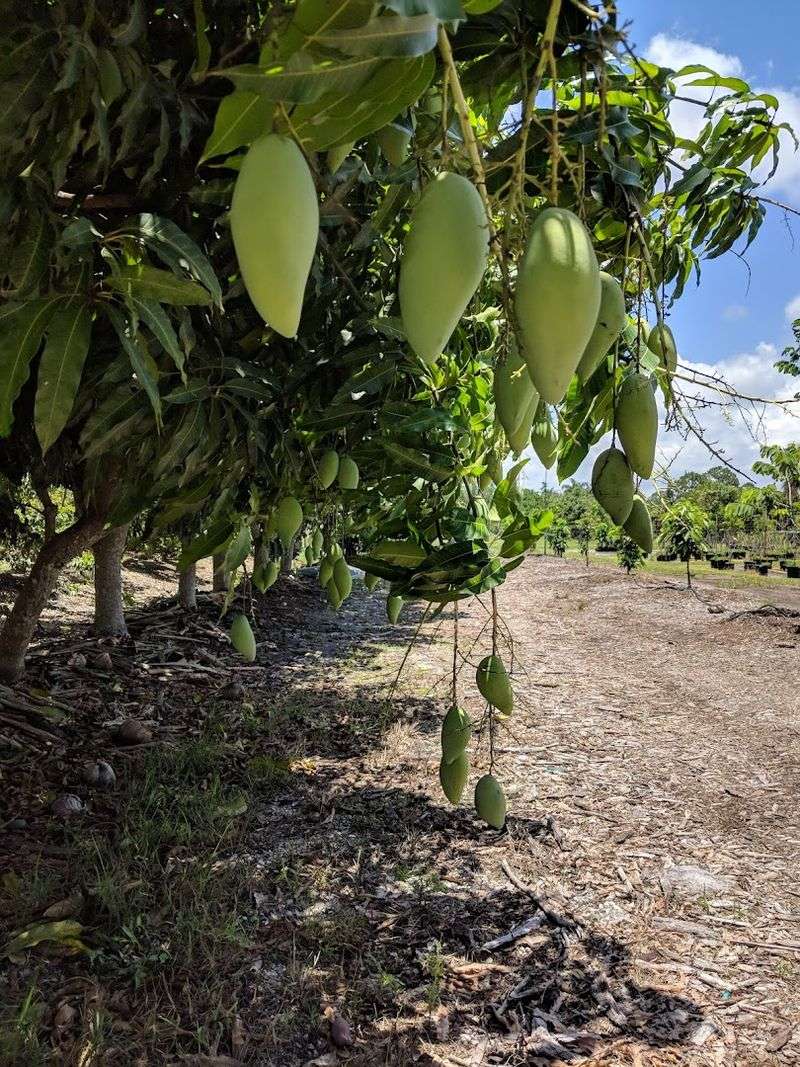 FruitScapes Carries Rare Fruit Trees On Pine Island