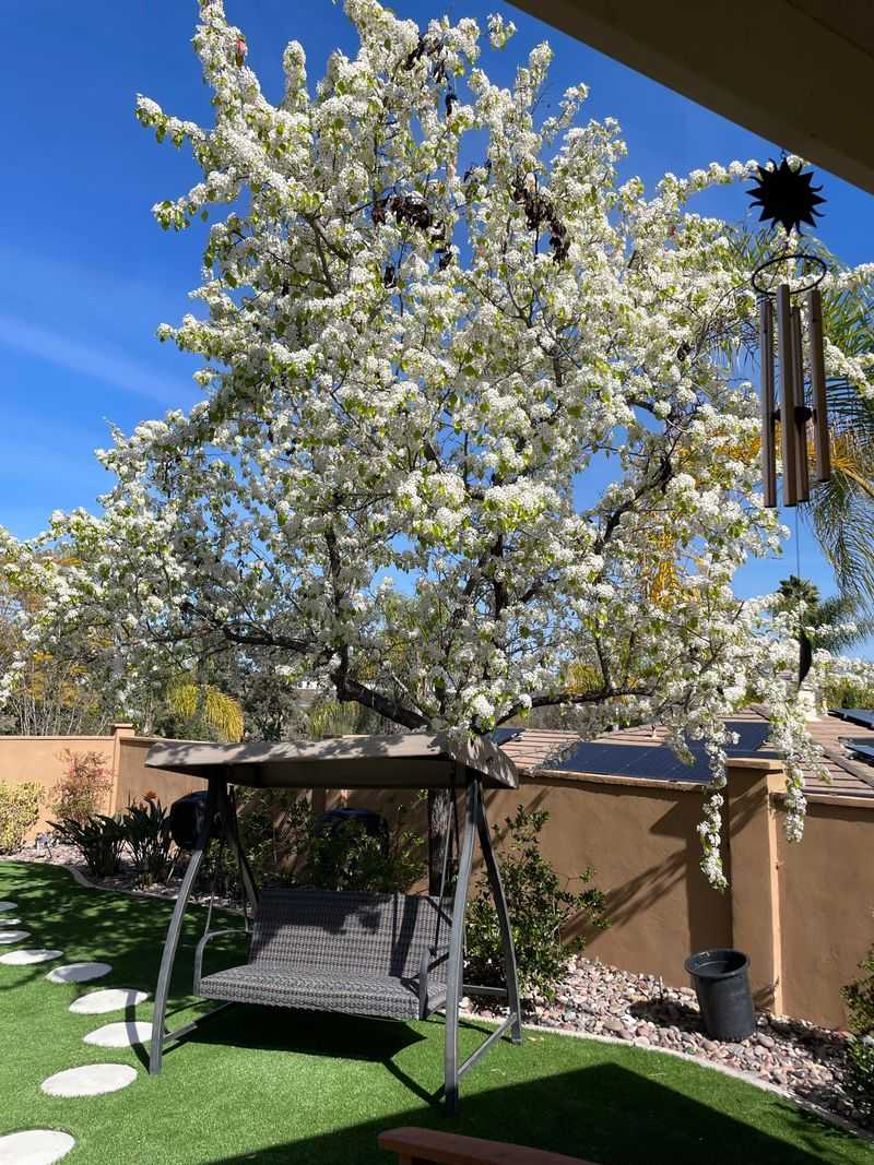 Fruitless Pear / Ornamental Pear