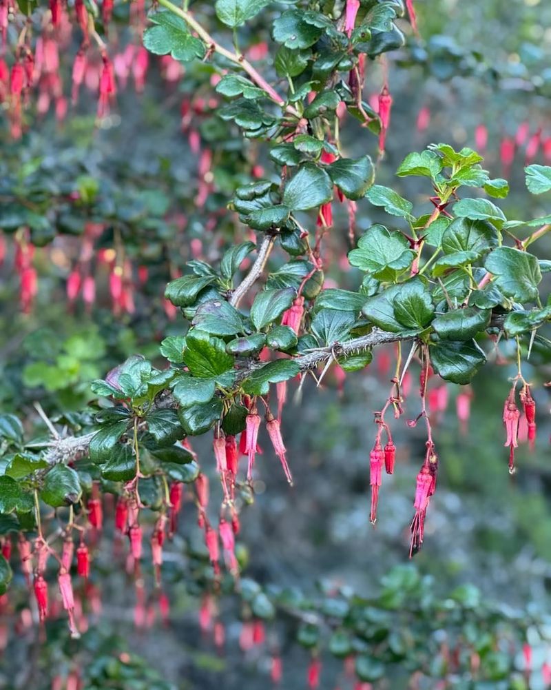 Fuchsia-Flowered Gooseberry Handles Dry Shade With Color