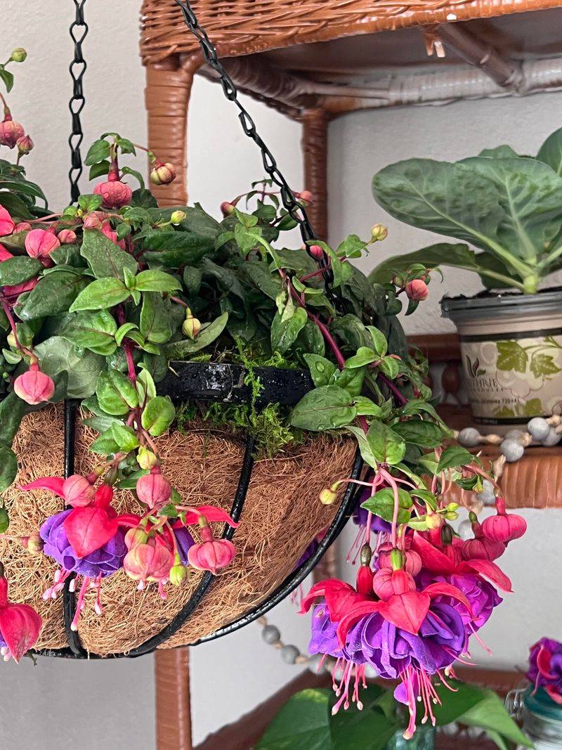 Fuchsias Fade Fast When Summer Heat Hits Fuchsias Fade Fast When Summer Heat Hits