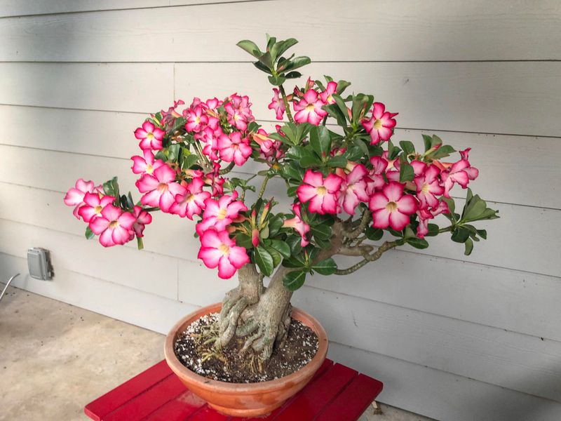 Full Morning Sun Can Support Continued Blooming