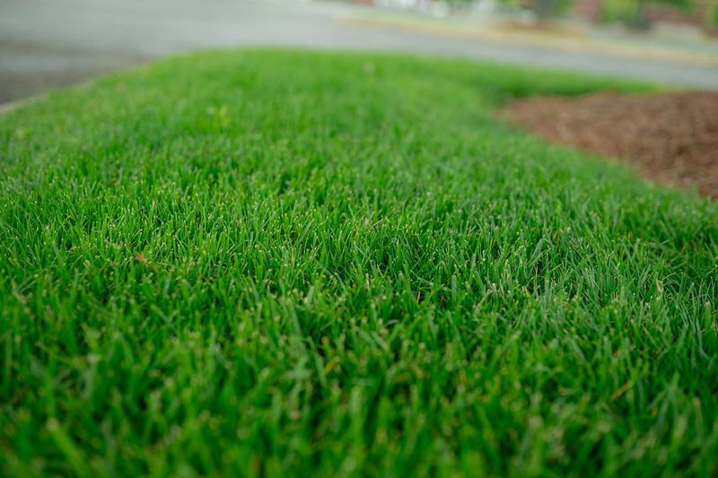 Full Sun Areas Need More Water Than Shady Spots Full Sun Areas Need More Water Than Shady Spots
