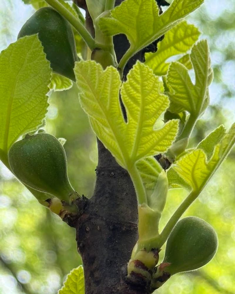 Full Sun Builds A Stronger Harvest Full Sun Builds A Stronger Harvest