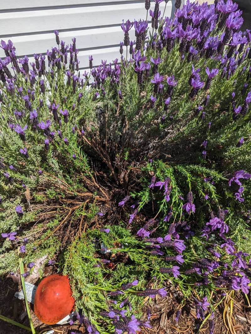 Full Sun Builds The Strongest Scent