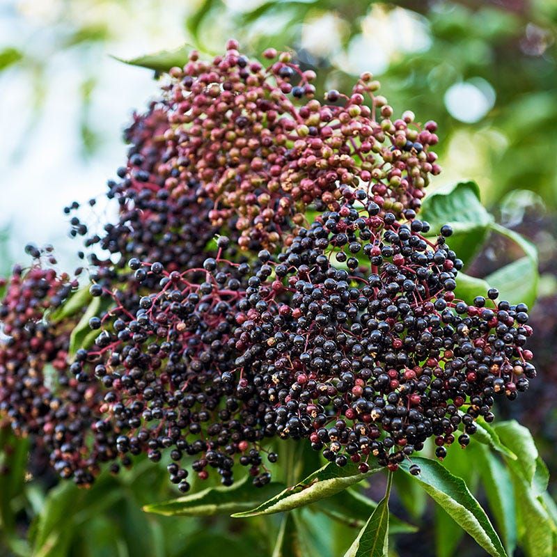 Full Sun Can Support Better Fruit Production Full Sun Can Support Better Fruit Production