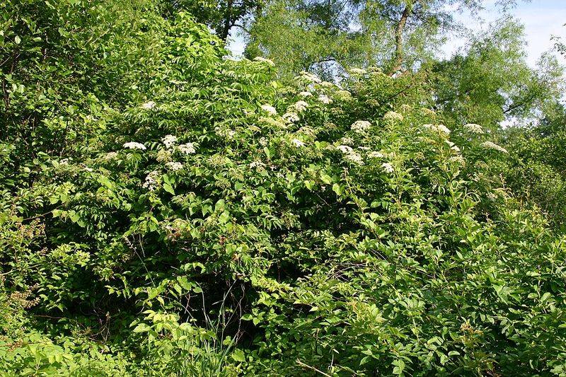 Full Sun Can Support Better Fruit Production