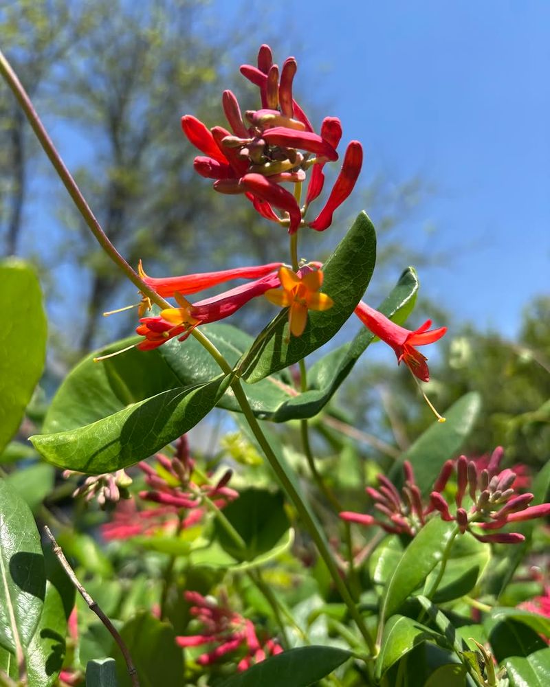Full Sun Encourages Heavier Blooming And Stronger Growth Full Sun Encourages Heavier Blooming And Stronger Growth