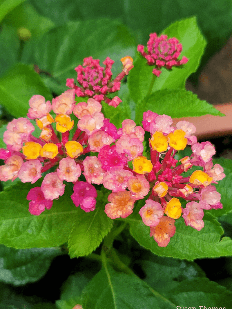 Full Sun For The Strongest Flowering