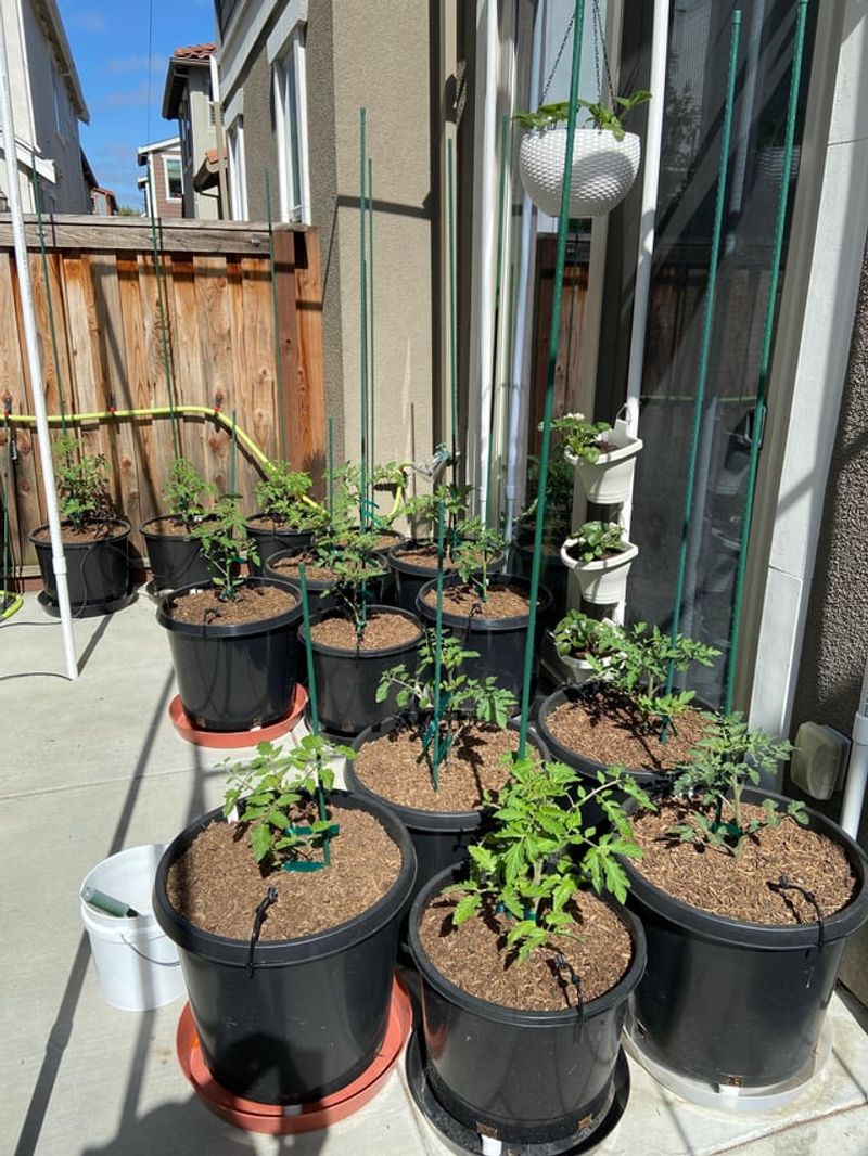 Full Sun Heats Containers Quickly