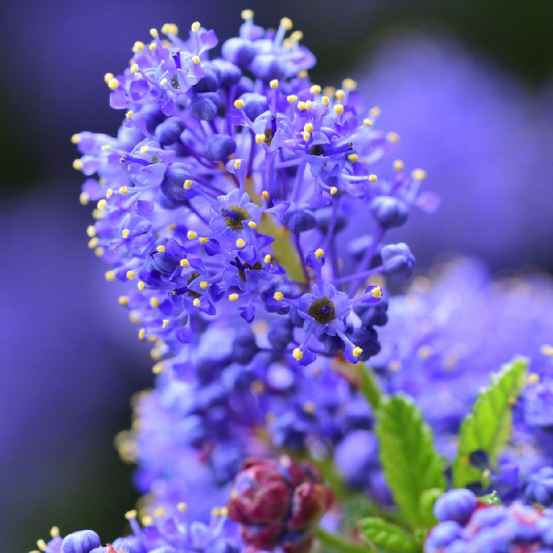 Full Sun Helps California Lilac Bloom Better