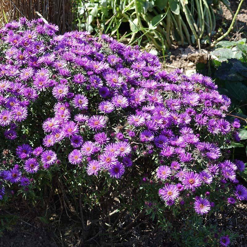Full Sun Helps It Flower Well