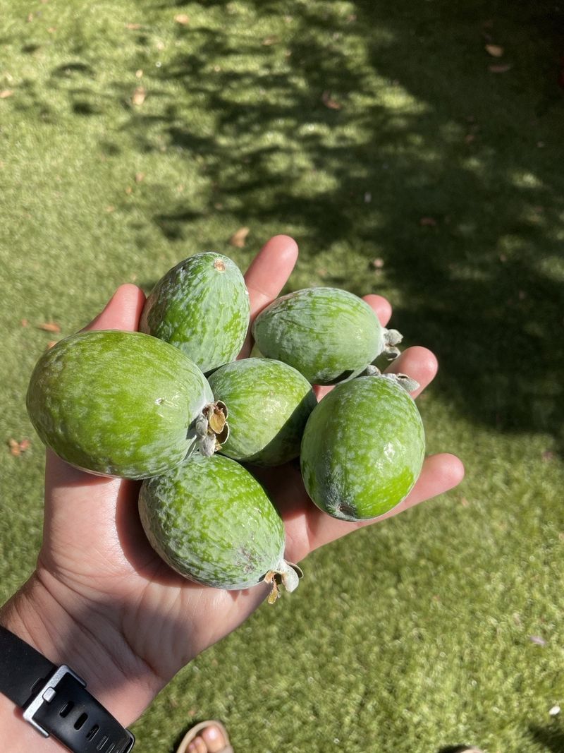 Full Sun Helps Pineapple Guava Fruit Better