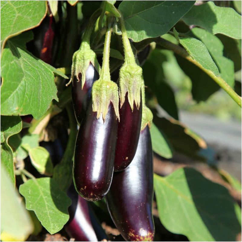 Full Sun Helps Plants Stay Productive