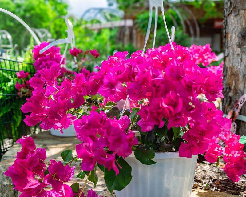 Full Sun Is Still Essential For Heavy Blooming Full Sun Is Still Essential For Heavy Blooming