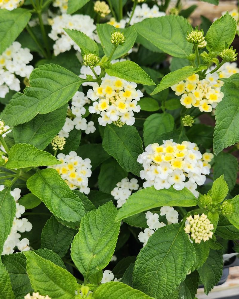 Full Sun Keeps The Flowers Coming