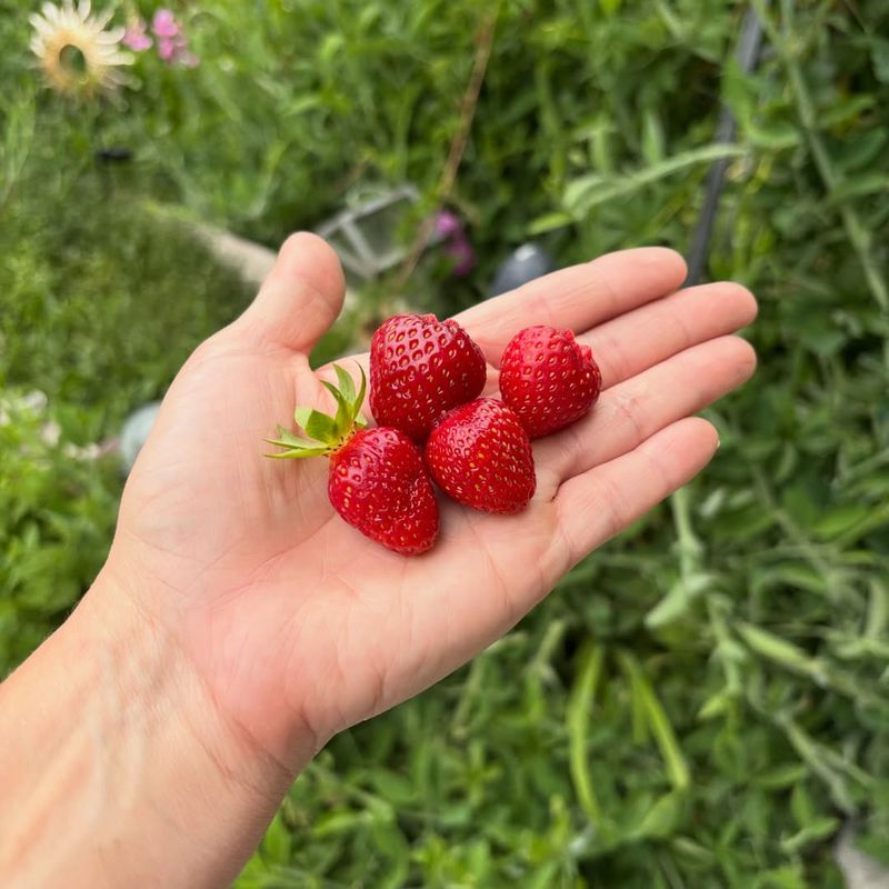Fully Red Berries Give The Sweetest Taste