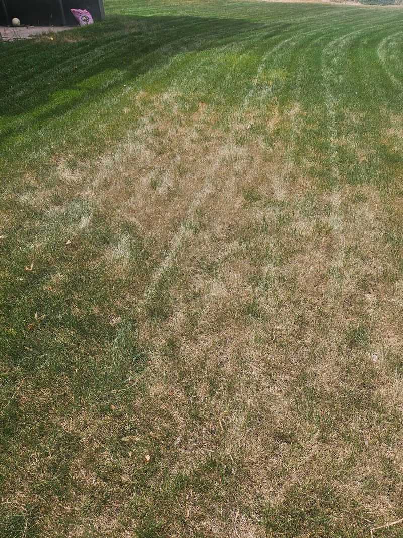 Fungal Damage Vs. Drought Stress