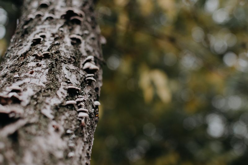 Fungal Disease And Bark Damage