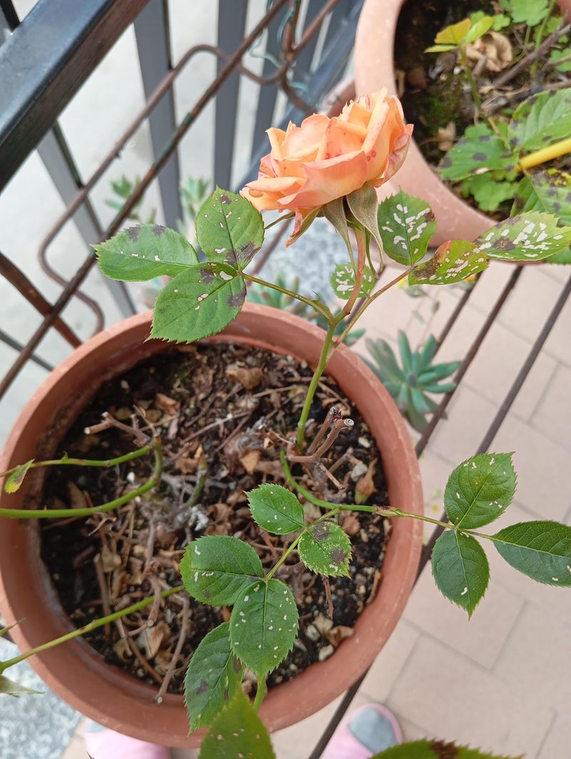 Fungal Diseases That Strike Indiana Roses In Early Summer Fungal Diseases That Strike Indiana Roses In Early Summer