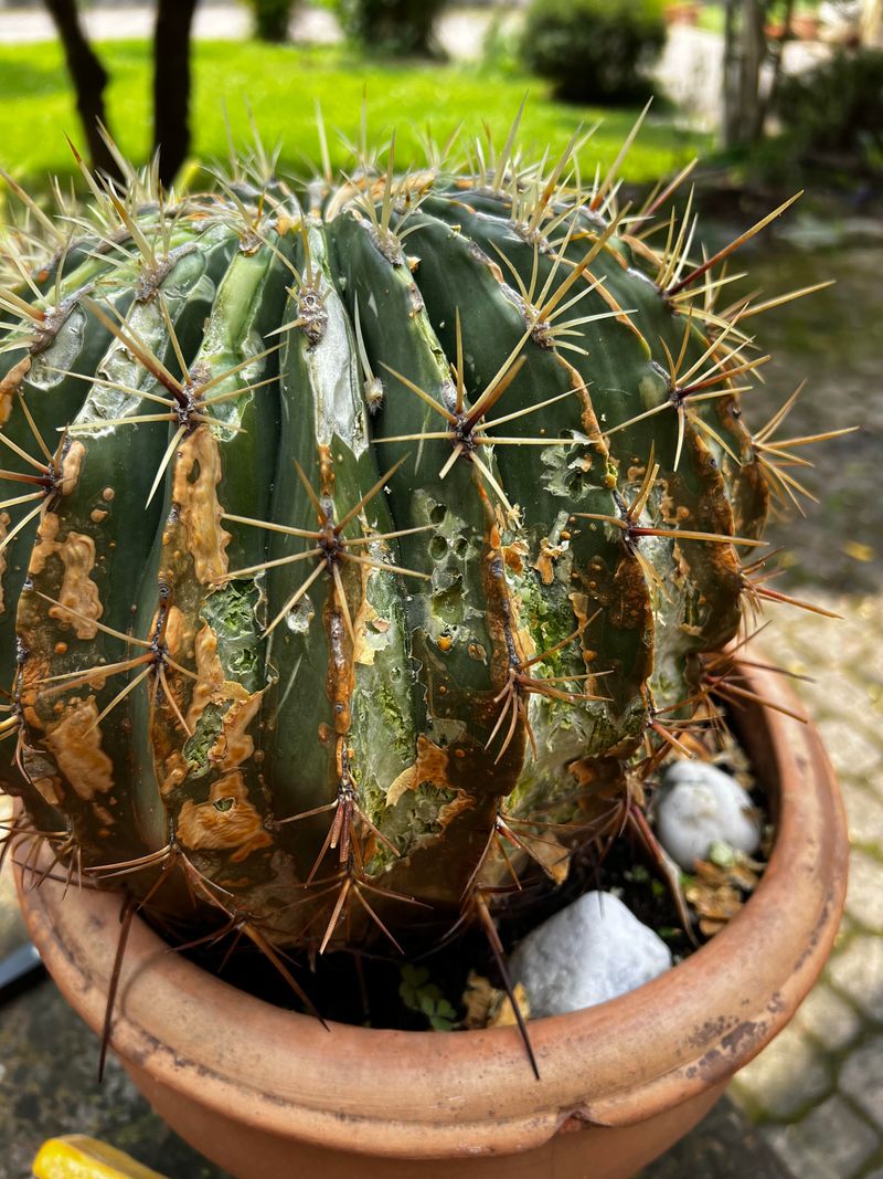 Fungal Problems Become More Common Around Plants