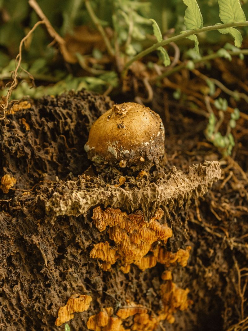 Fungal Root Rot Prevents Water Uptake Even When Soil Is Wet