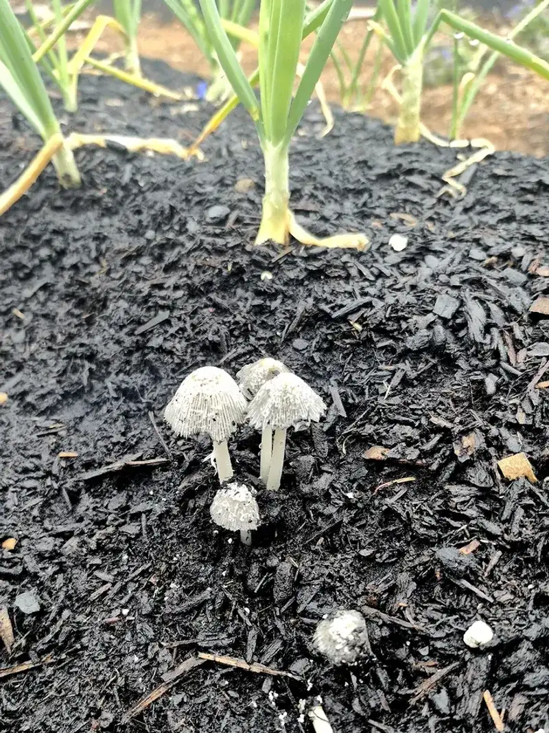 Fungi Are Breaking Down Mulch