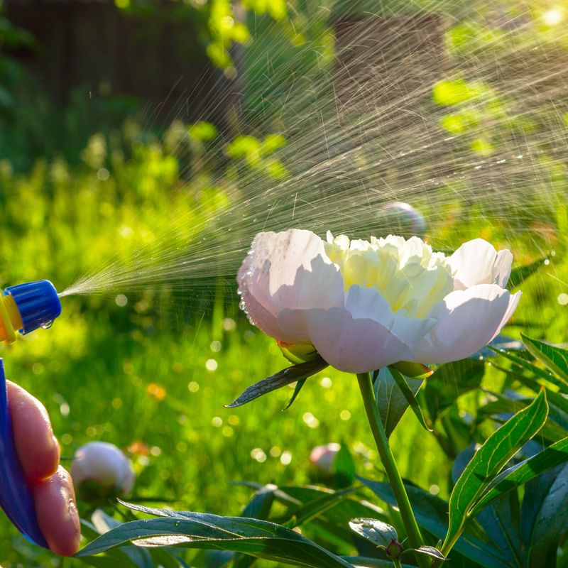 Fungicides Work Best As Protectants