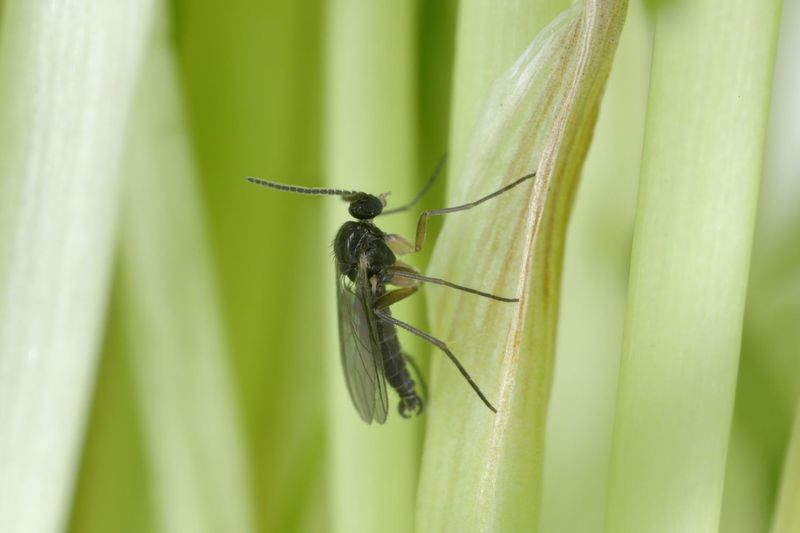 Fungus Gnats Fungus Gnats