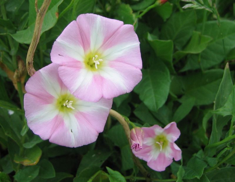 Funnel-Shaped Flowers Make It Noticeable