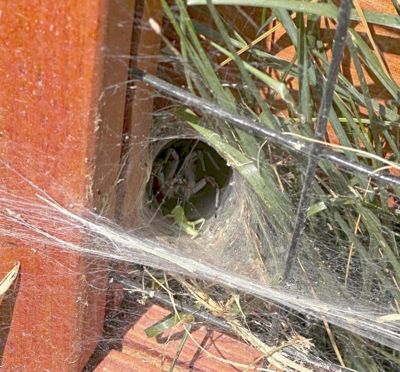 Funnel Weavers Build Pest-Trapping Webs In Shrubs
