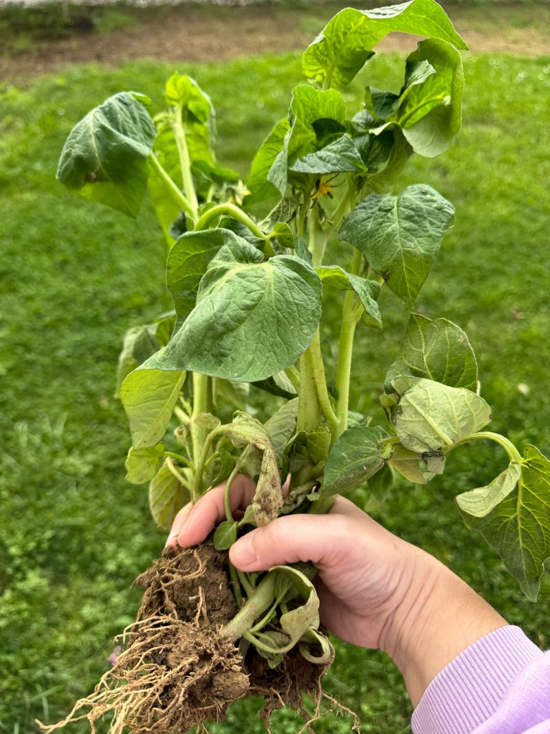 Fusarium Crown And Root Rot Damages Cucumber Plants