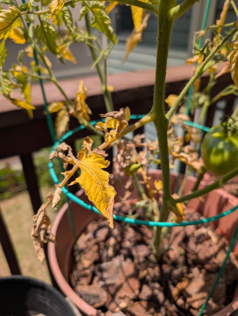 Fusarium Wilt Has A Lot To Do With Your Soil