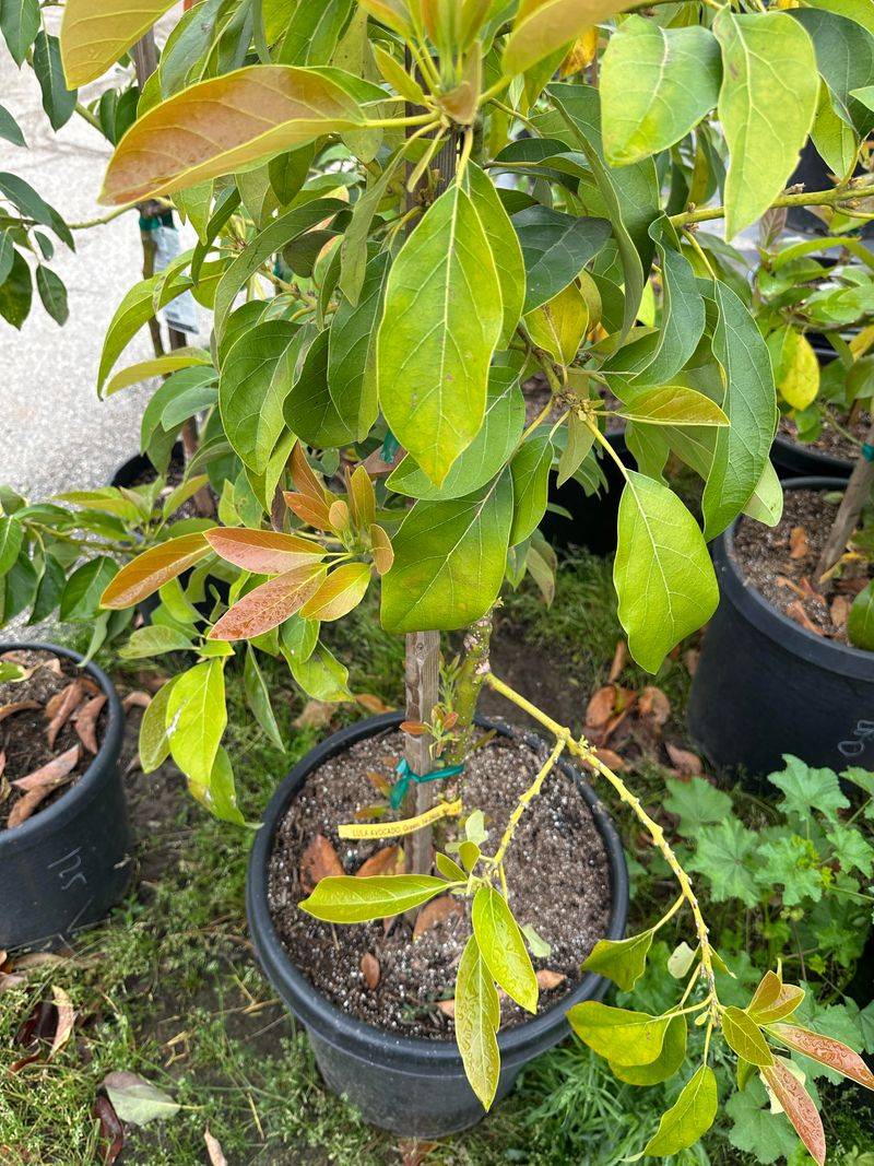 GEM Gives Hass-Like Fruit On A Smaller Tree