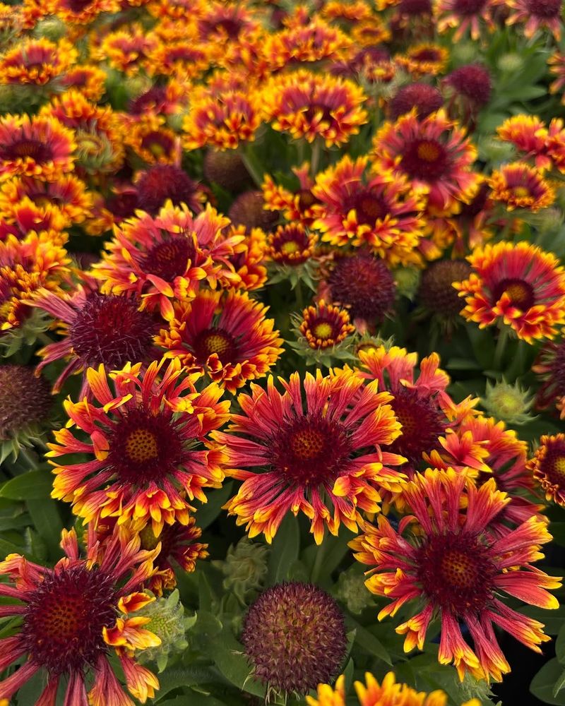 Gaillardia Handles Heat When Beds Look Tired Gaillardia Handles Heat When Beds Look Tired