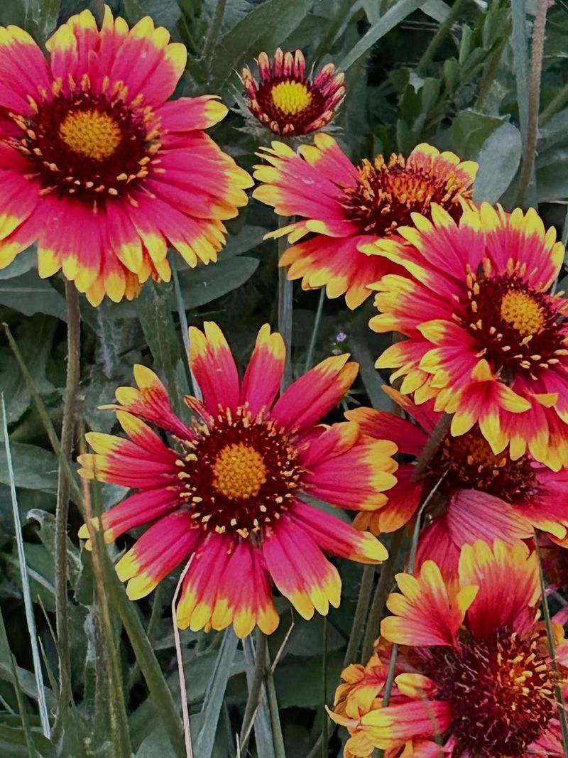 Gaillardia Keeps Blooming When Other Flowers Fade