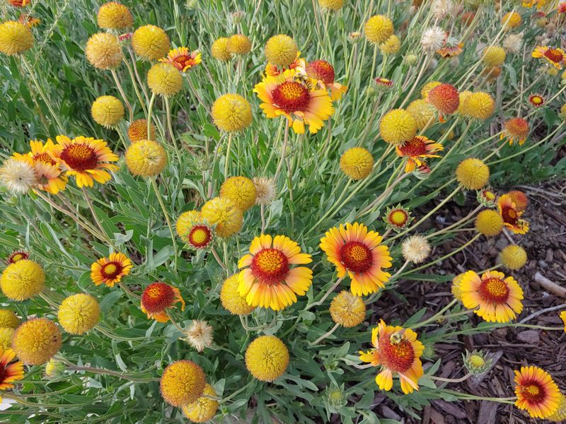 Gaillardia Gaillardia