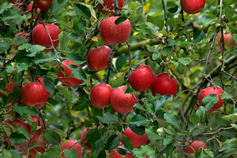 Gala Apple