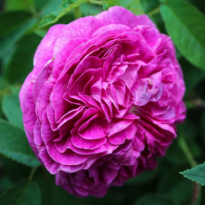 Gallica Roses Bloom In Part Shade Gallica Roses Bloom In Part Shade