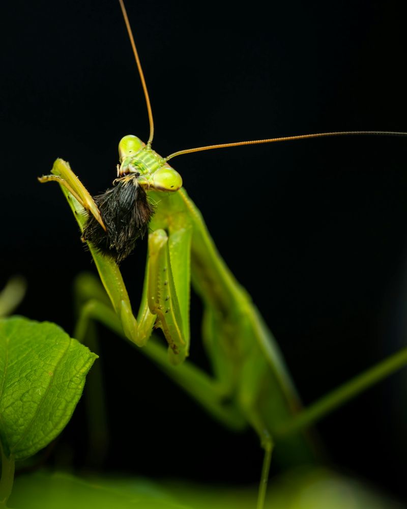 Garden Benefits Of The Praying Mantis Diet