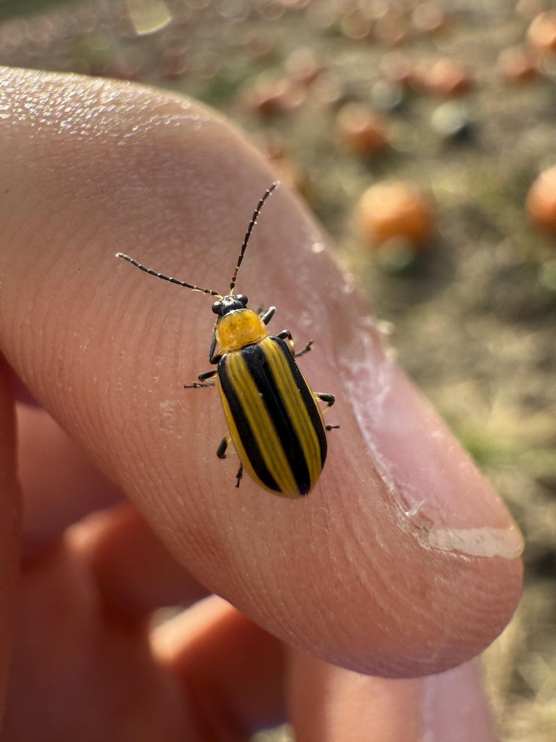 Garden Cleanup May Help Reduce Hiding Places