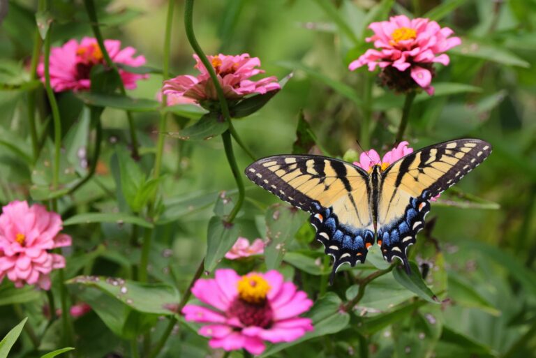 swallowtail butterfly