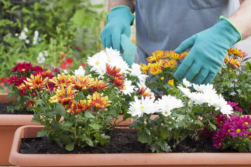 Garden Mums Need Feeding Before Fall Garden Mums Need Feeding Before Fall