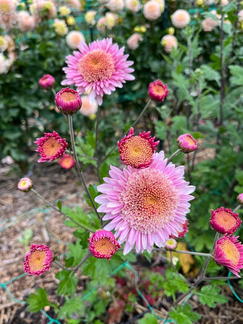 Garden Mums Need Pinching Before Buds Set Garden Mums Need Pinching Before Buds Set