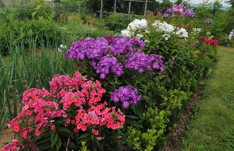 Garden Phlox Adds Sweet Scent As Summer Starts Building